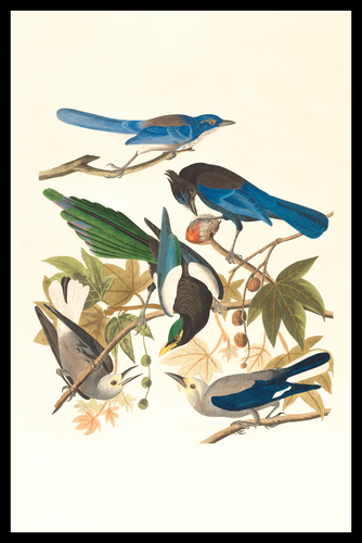 Copy of Birds of a Feather - Debug
