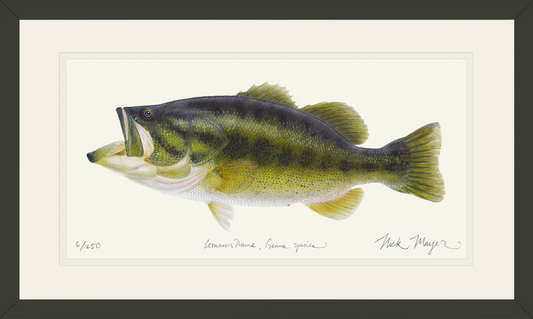 Largemouth Bass by Nick Mayer